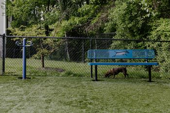 A dog is standing on a blue bench in a park.